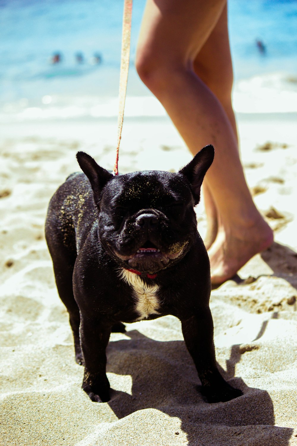 person holding leash of short-coated black dog on shore