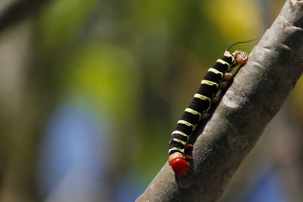 black and yellow striped caterpillar