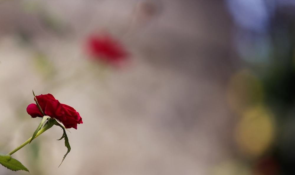 selective focus photography red rose flower