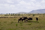 A scenic panorama of Ngorongoro's vast grasslands dotted with grazing wildebeests