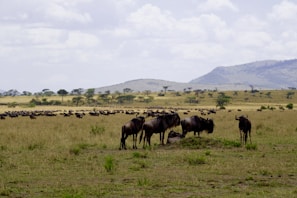 A scenic panorama of Ngorongoro's vast grasslands dotted with grazing wildebeests