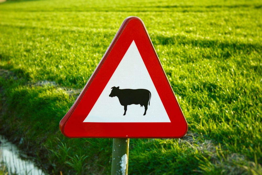 white and red cattle crossing sign close-up photography