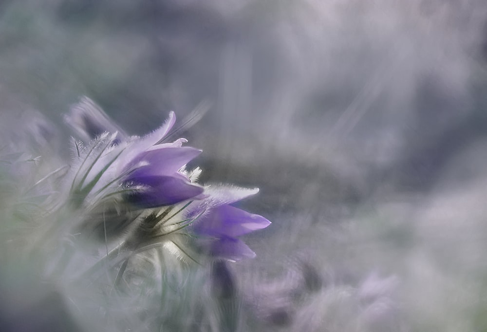 purple-petaled flower close-up photography