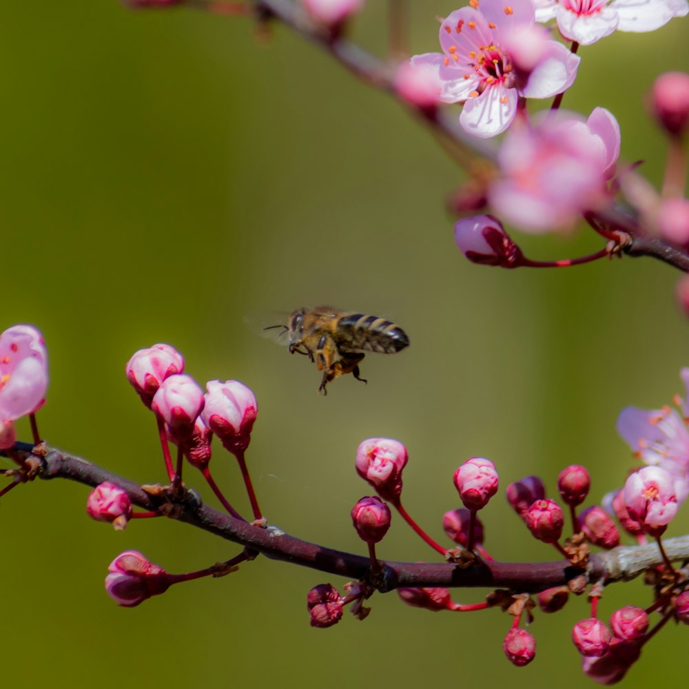 honey bee near pink flower bloom selective focus photography