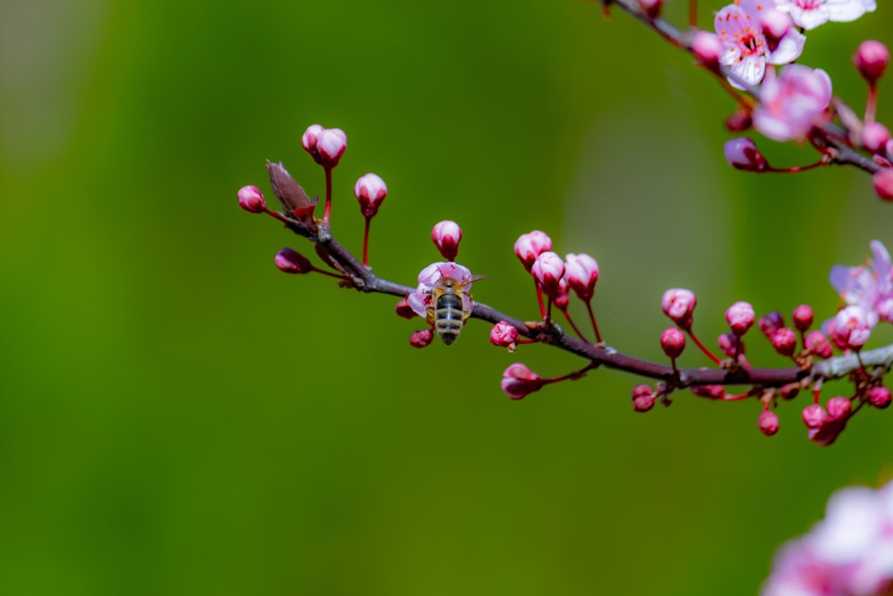 pink petaled flower