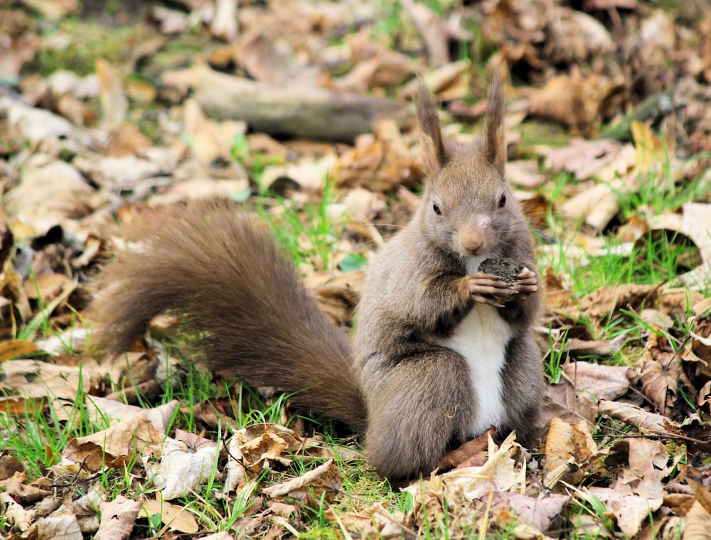 gray squirrel holding nut