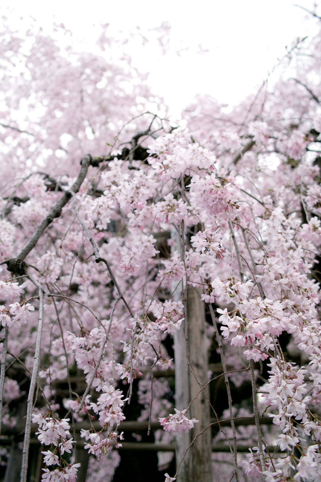 low angle photo of cherry blossoms