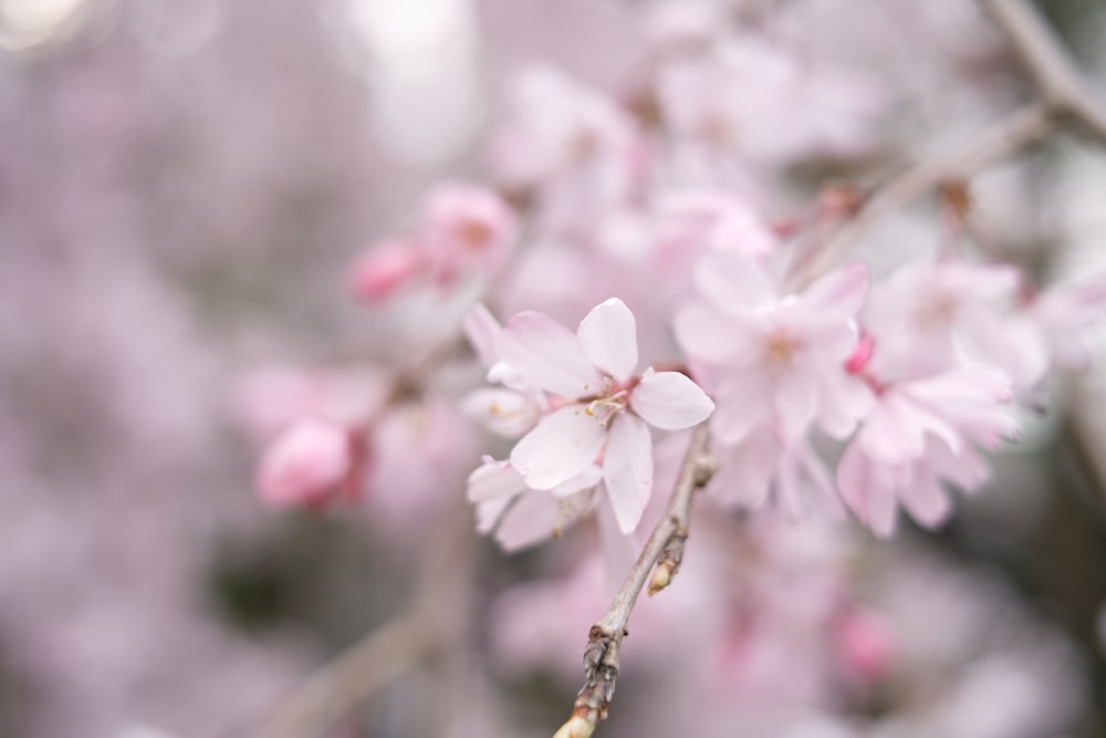 selective focus photo of cherry blossoms