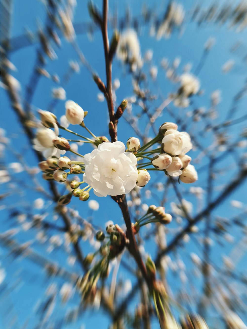 white petaled flower