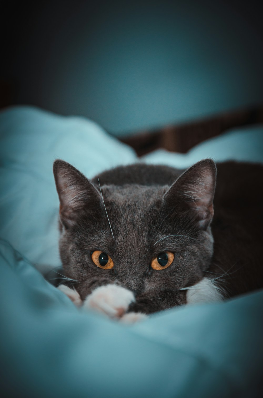 Siamese cat on bed