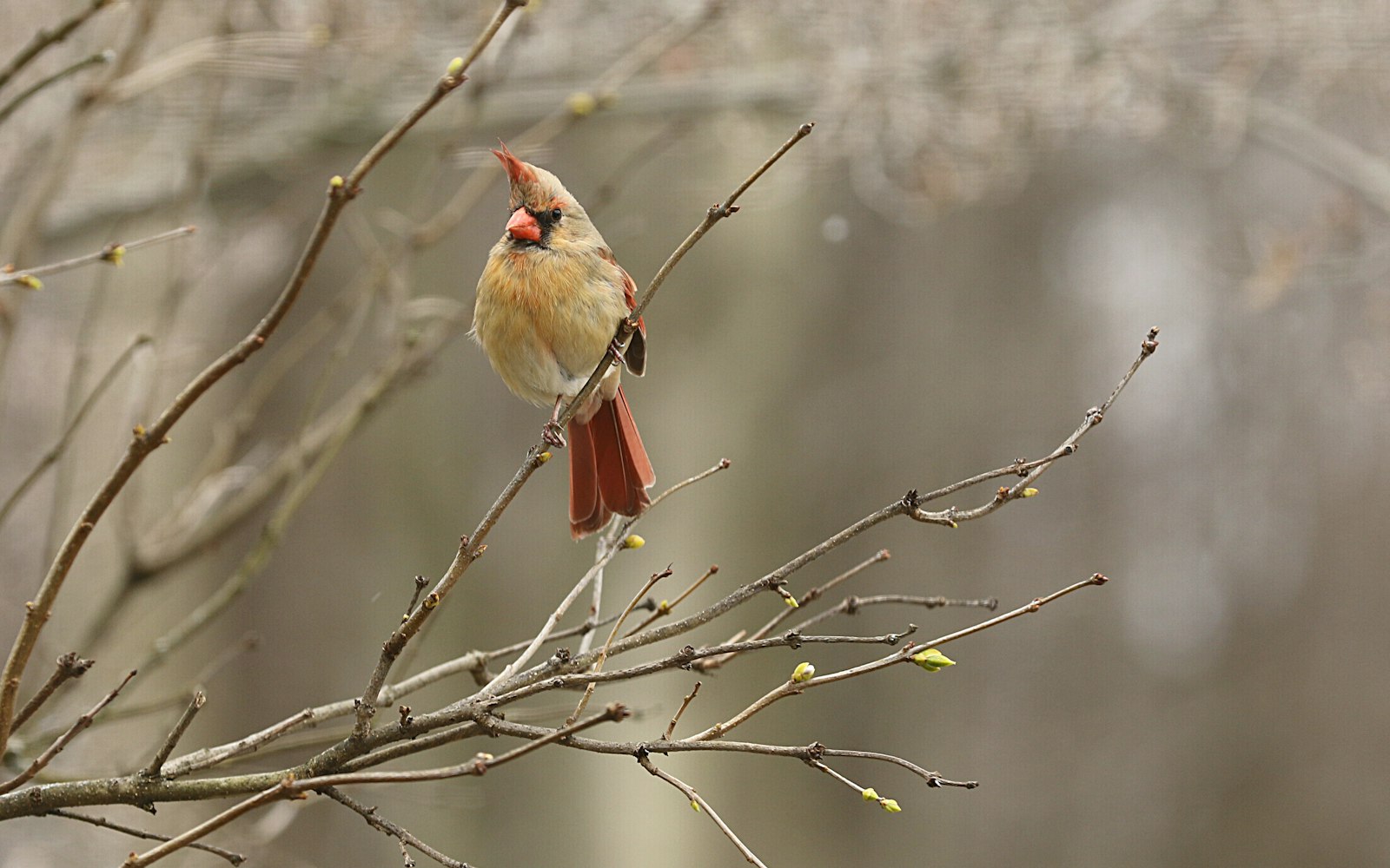 Canon EOS 7D Mark II + Canon EF 70-200mm F2.8L IS II USM sample photo. Red and gray bird photography