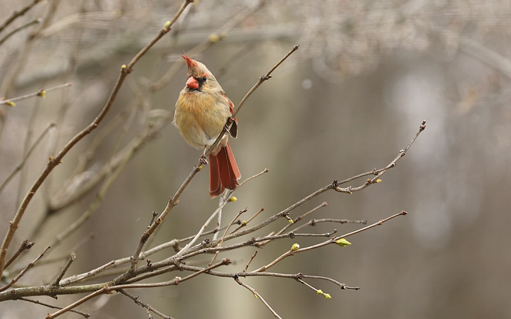 red and gray bird on tree