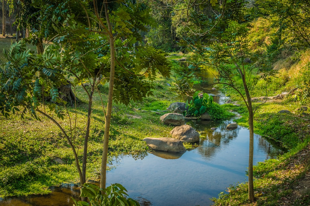 river surrounded by trees