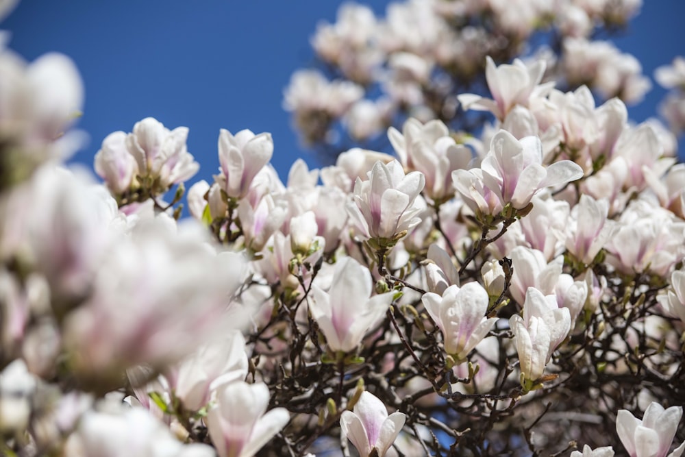 pink petaled flower