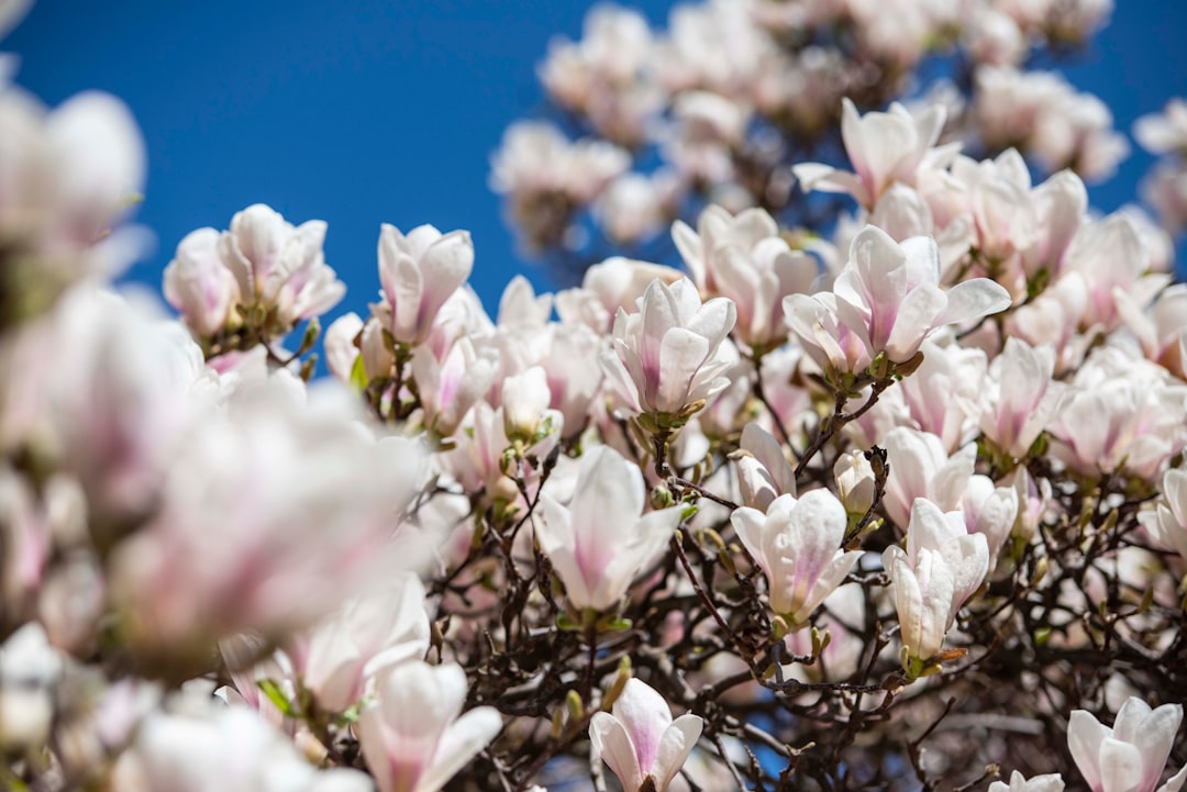 pink petaled flower