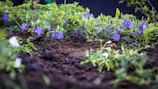 A vibrant garden bed freshly mulched with dark, rich soil and colorful plants.