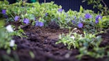 A garden bed covered with rich, dark mulch highlighting healthy plants and flowers.