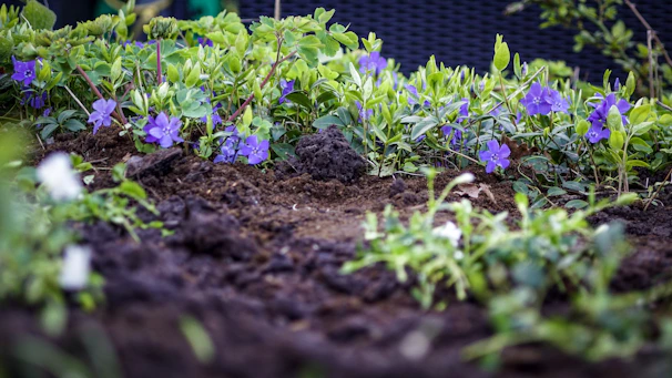 A vibrant garden bed with colorful seasonal flowers and dark mulch, showcasing careful planting and design