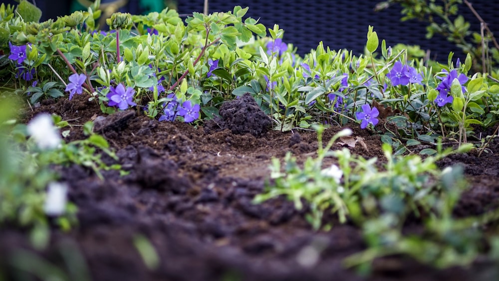 shallow focus photo of blue flowers