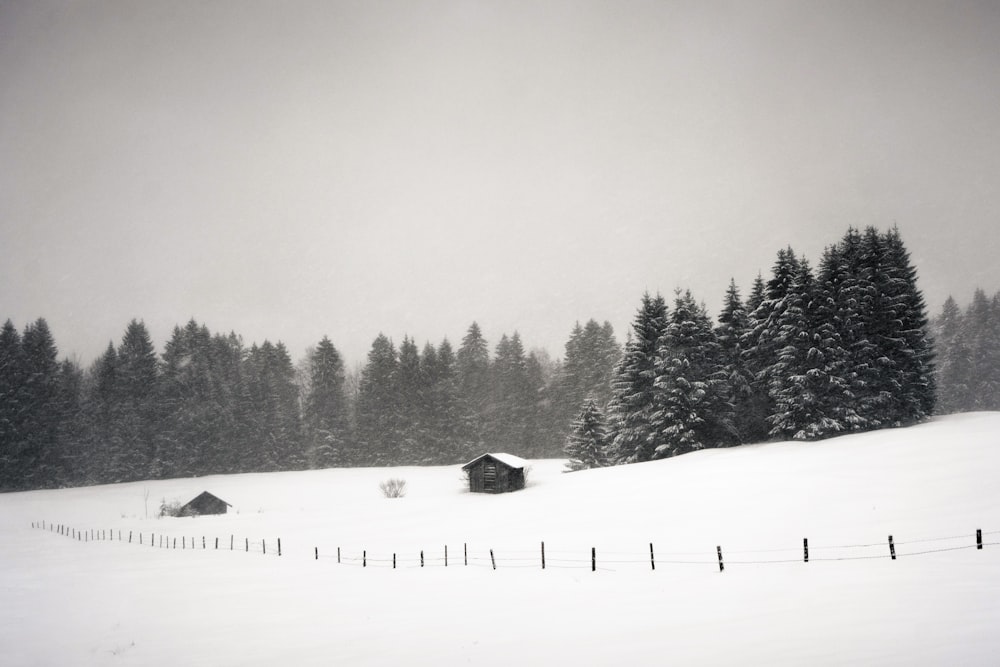 house surrounded by trees covered with snow