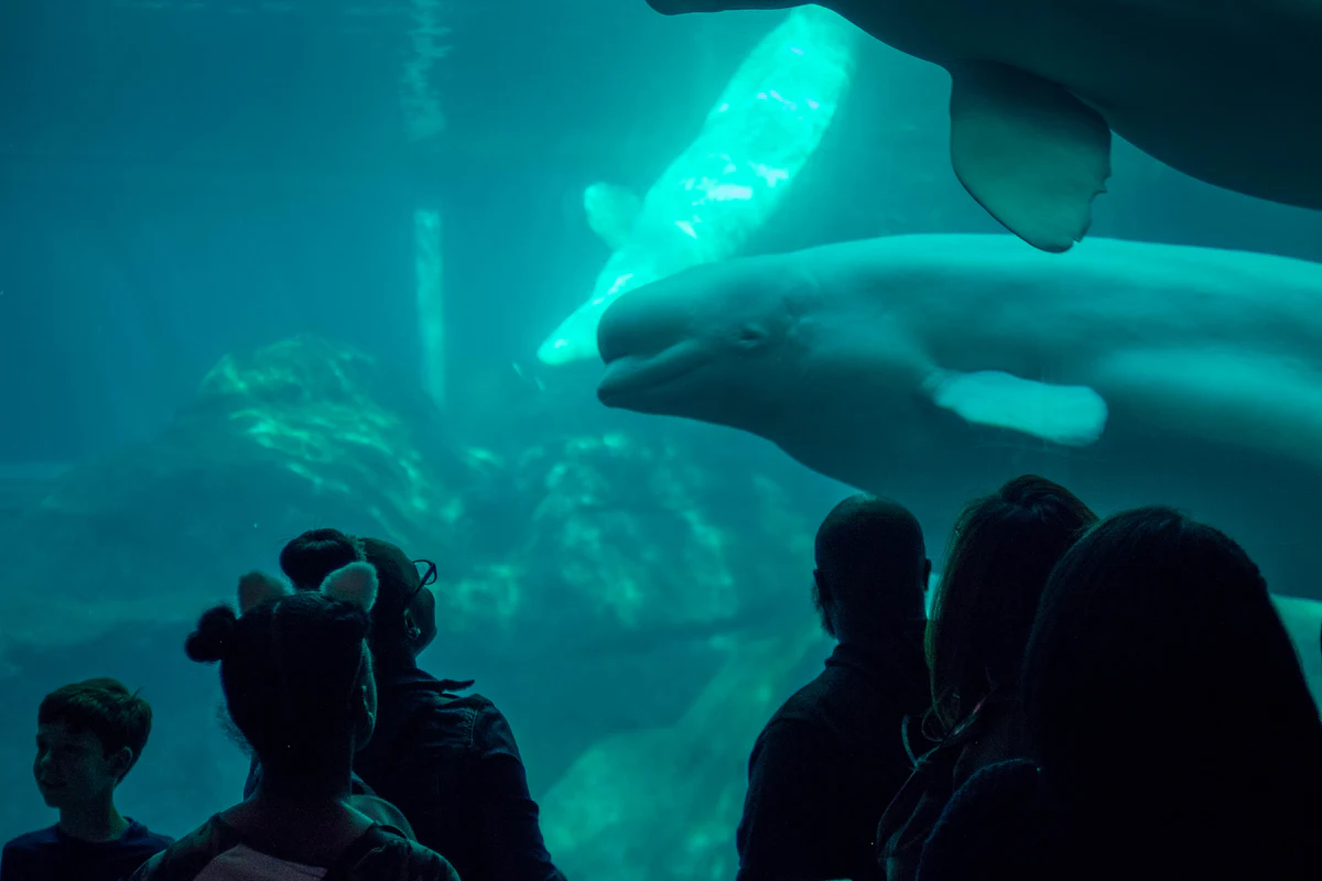 Visitors watching sea creatures in an underwater museum