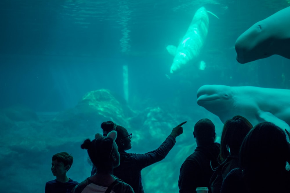 person standing in front of aquarium watching whales