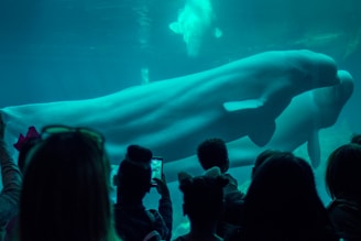 A group of people are silhouetted in front of an aquarium, where two beluga whales are swimming gracefully. The scene is bathed in a cool, blue-toned underwater light, creating a serene and mesmerizing atmosphere.