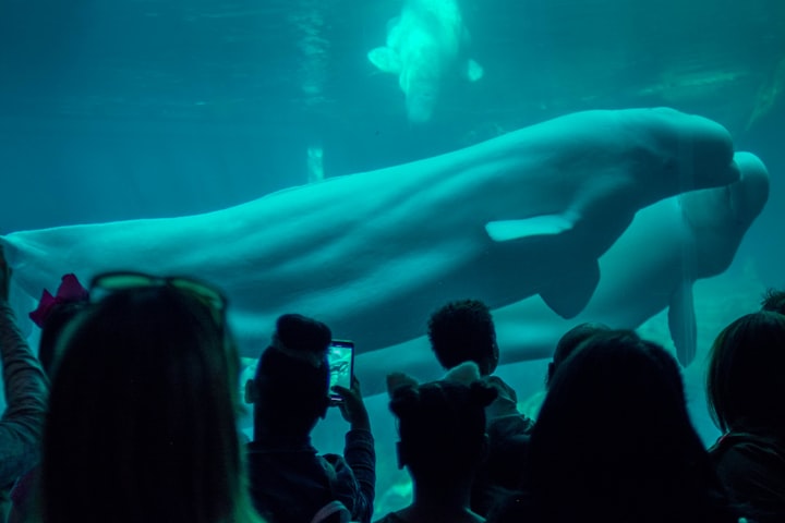 Aquarium Belugas Have Playful Mouth-to-Mouth Interactions
