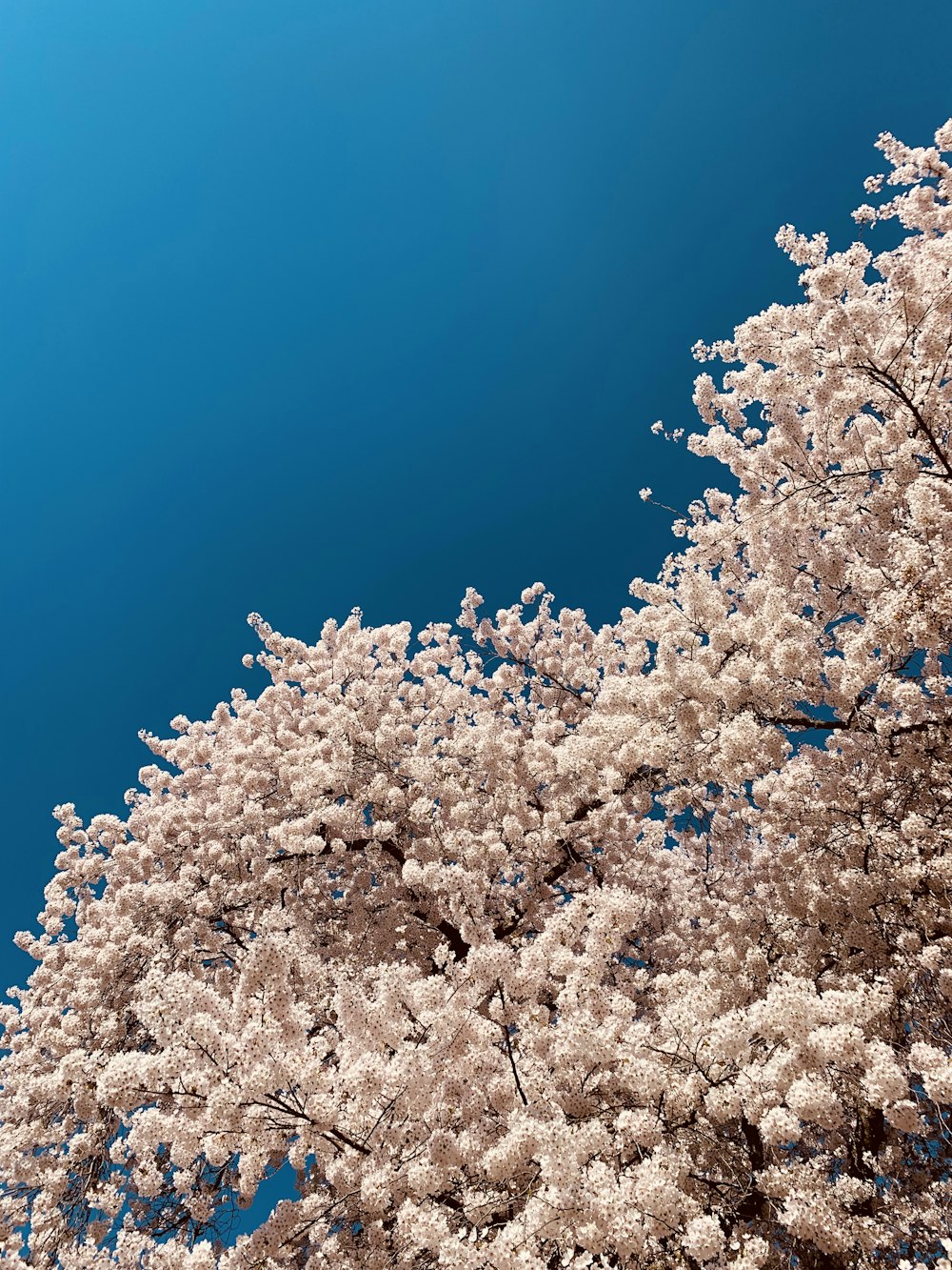 Árbol blanco durante el día