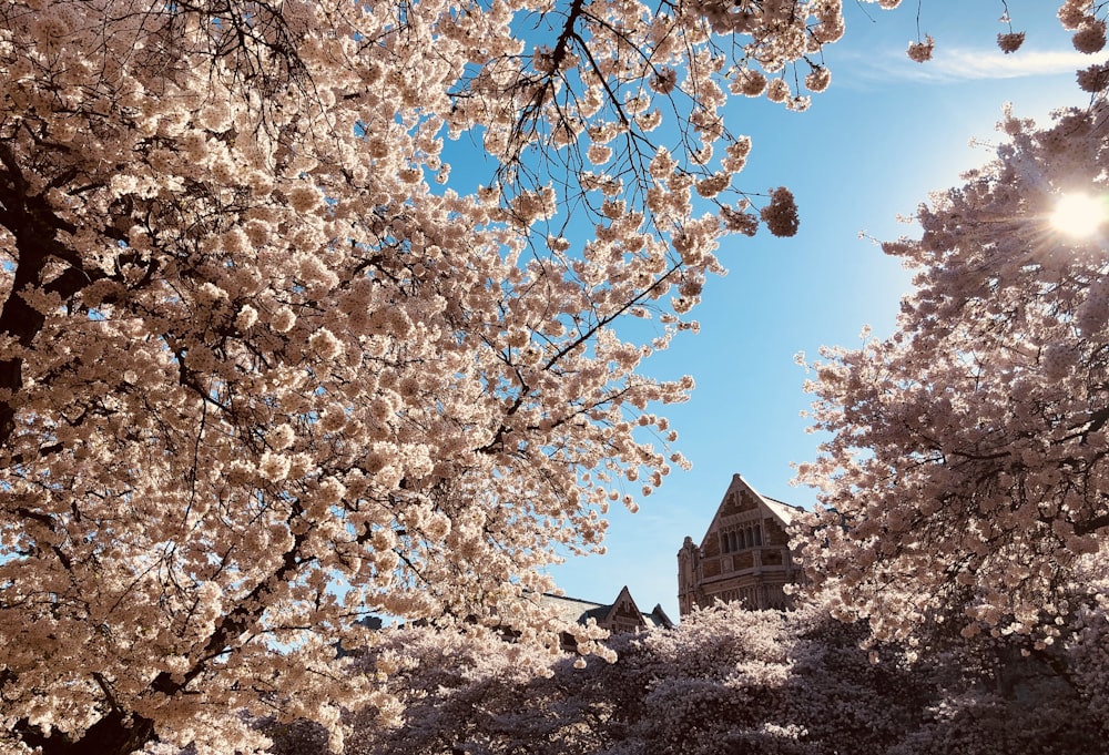 trees near white building