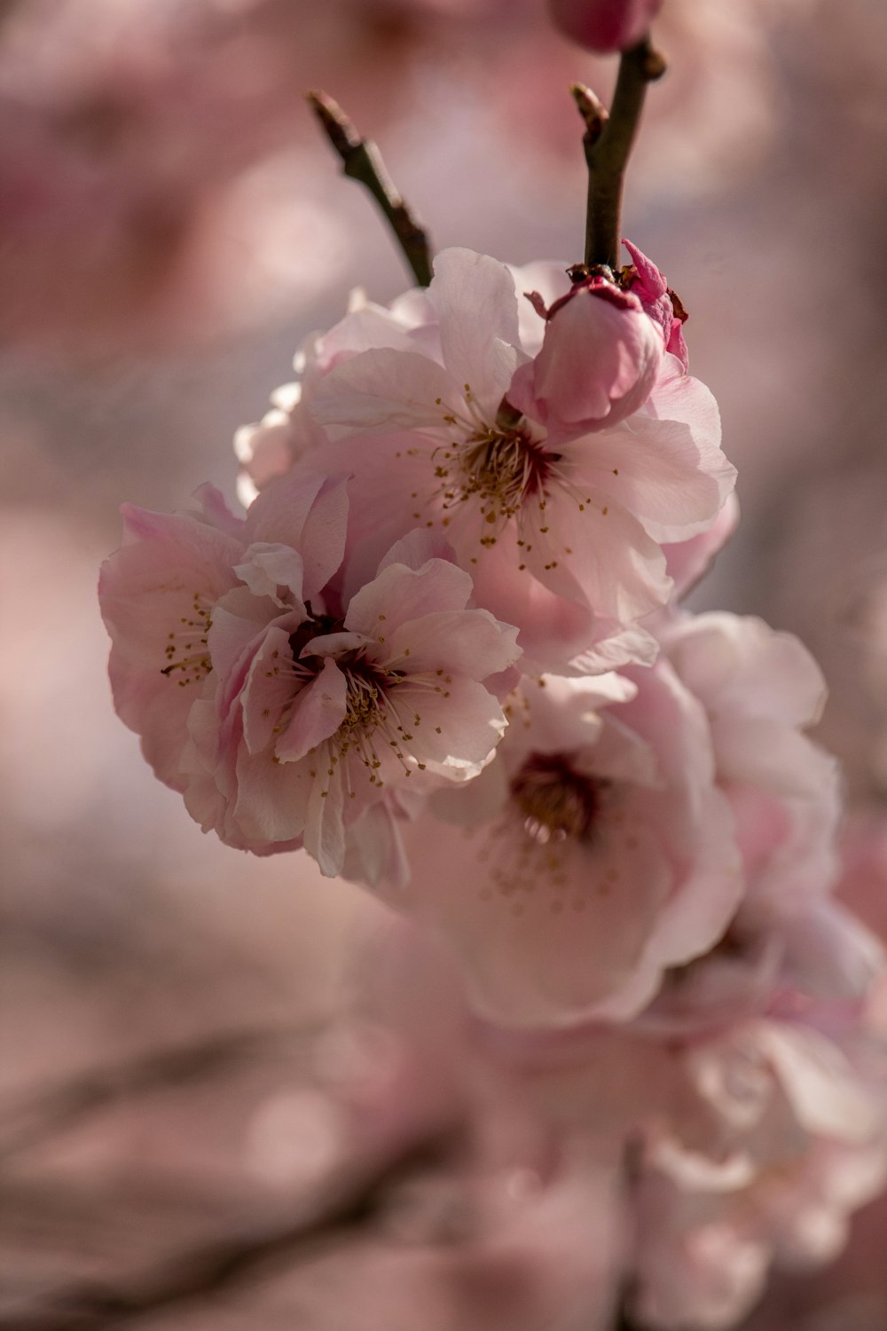 Flores de cerejeira cor-de-rosa em fotografia de closeup