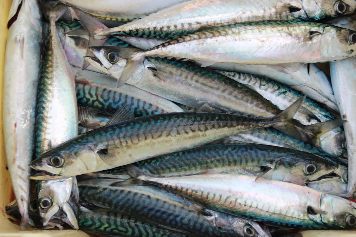 Gray fish lot - Penang Asam Laksa at Home: Sour, Spicy Fish Broth Made Simple