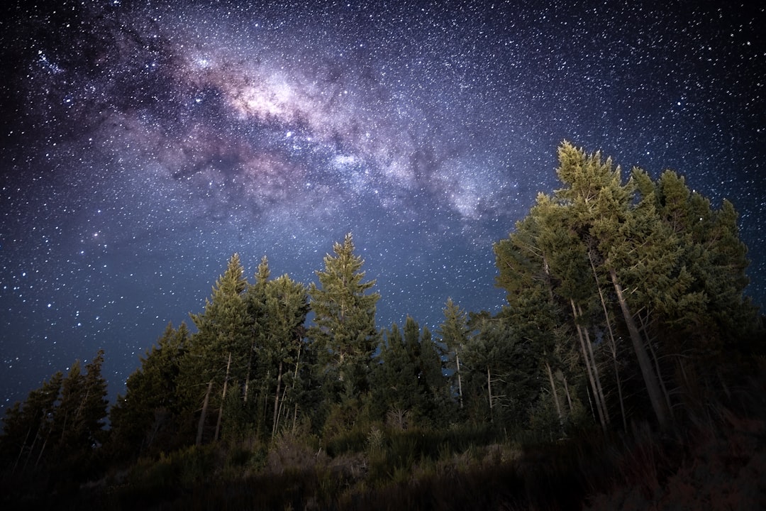 forest during night time