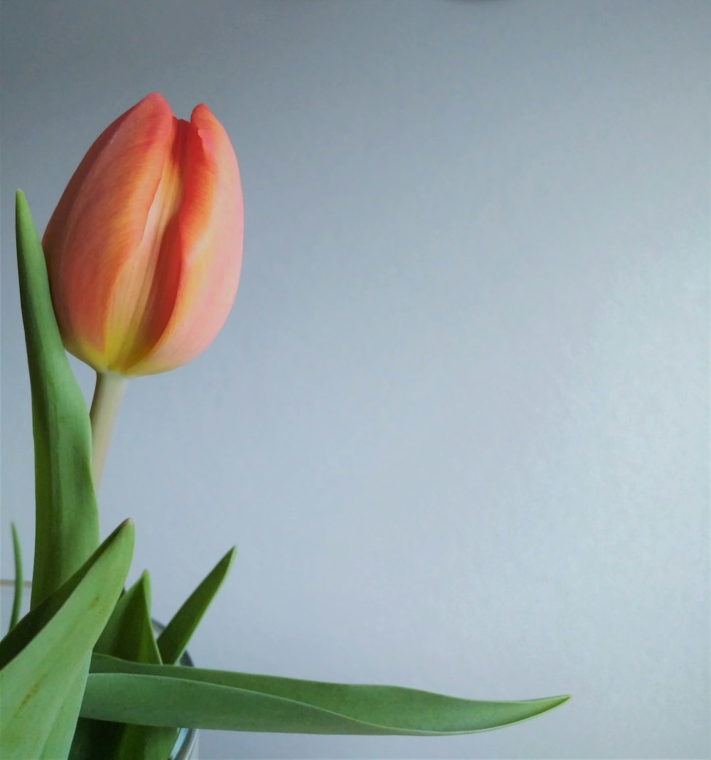 red petaled flower