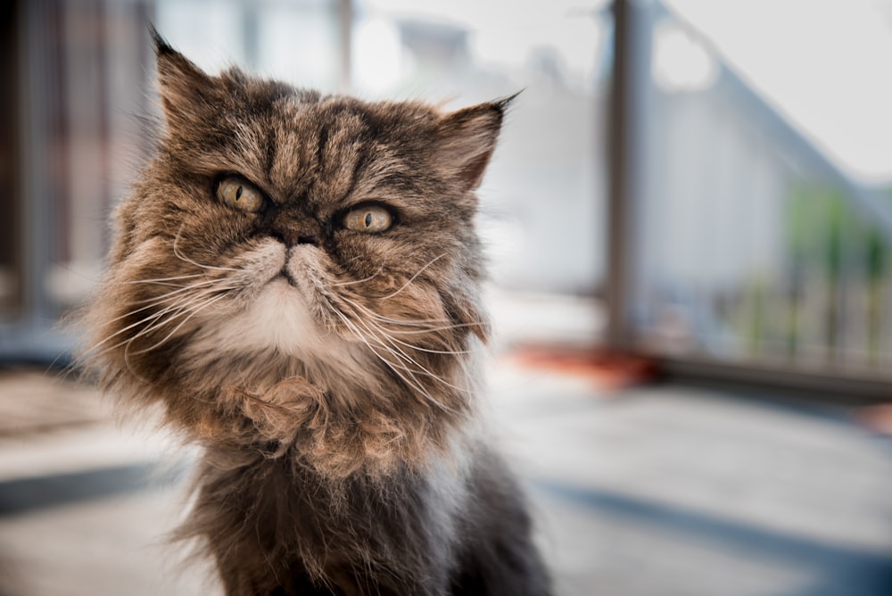 brown and gray cat during daytime