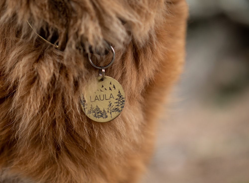 brown dog with necklace