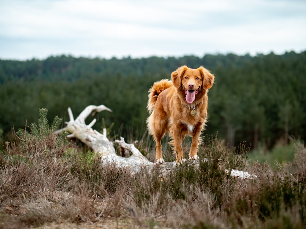 medium-coated tan dog