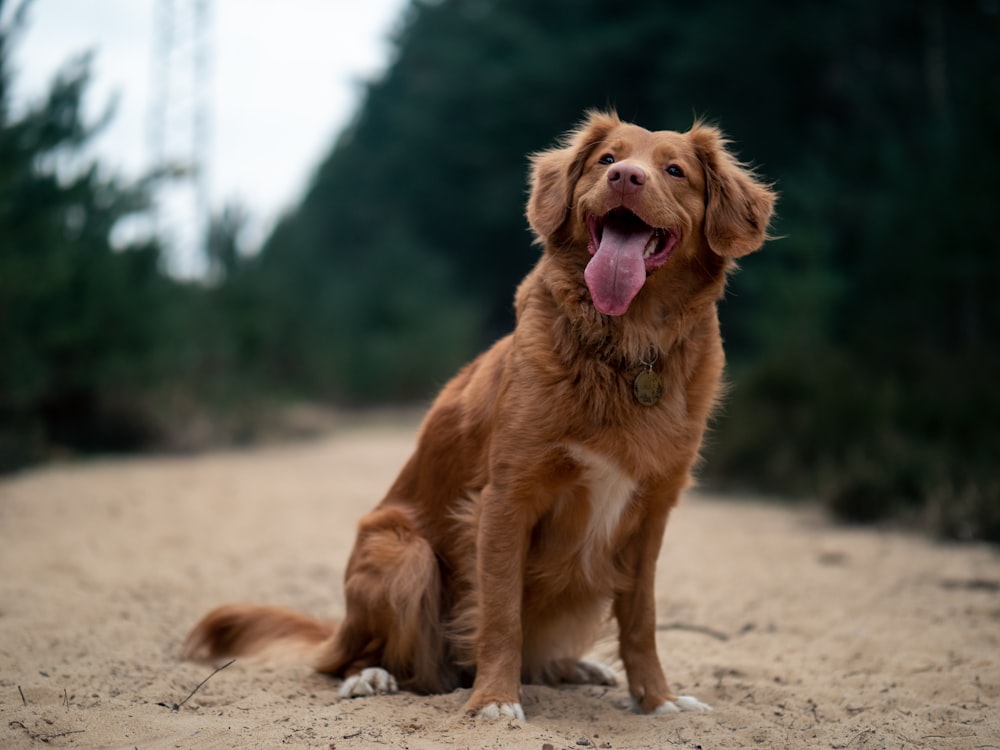 cane marrone seduto all'aperto