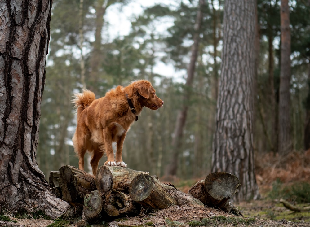Golden retriever on top of pile of wood