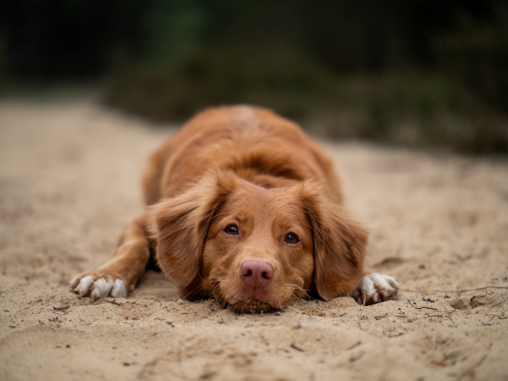 brauner Hund liegt auf dem Boden