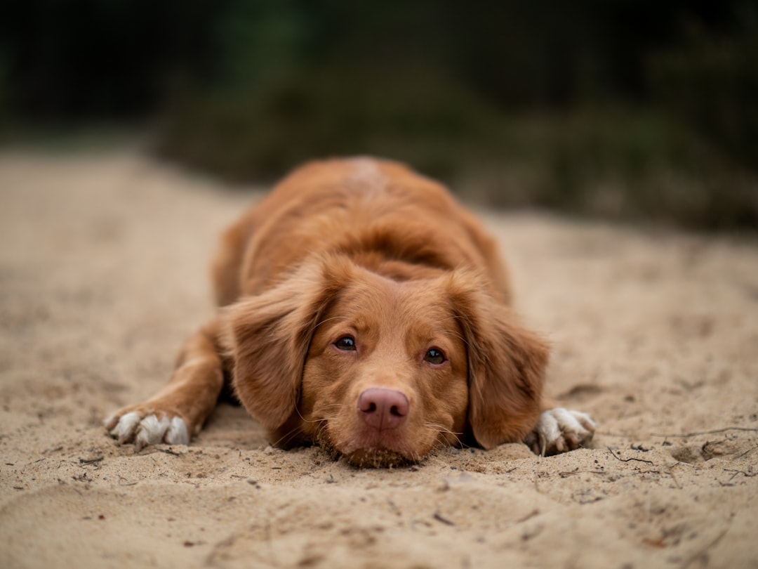 brown dog lying on ground