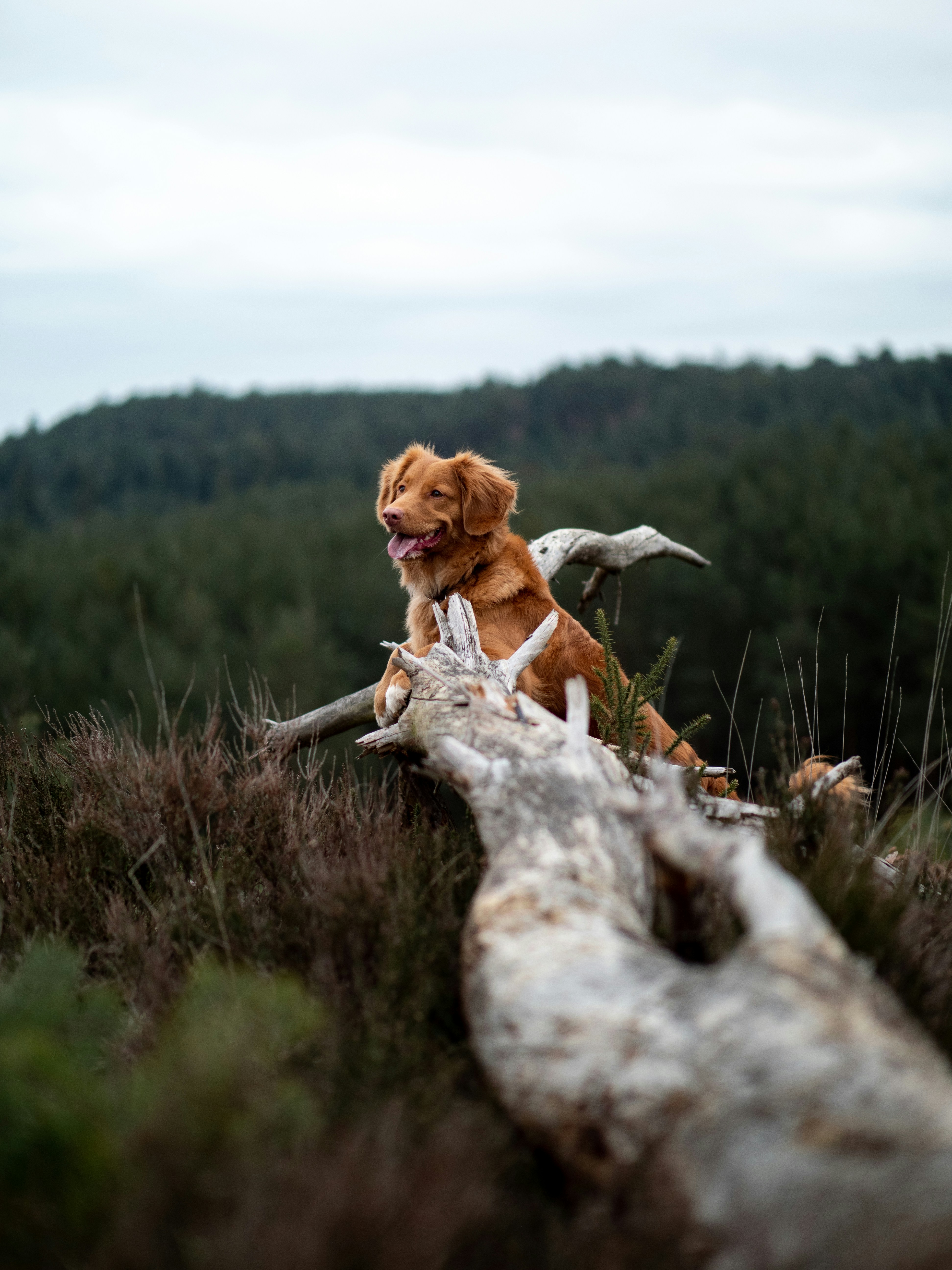 Golden Retriever auf dem Feld