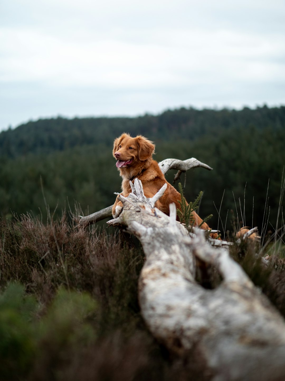 golden retriever on field