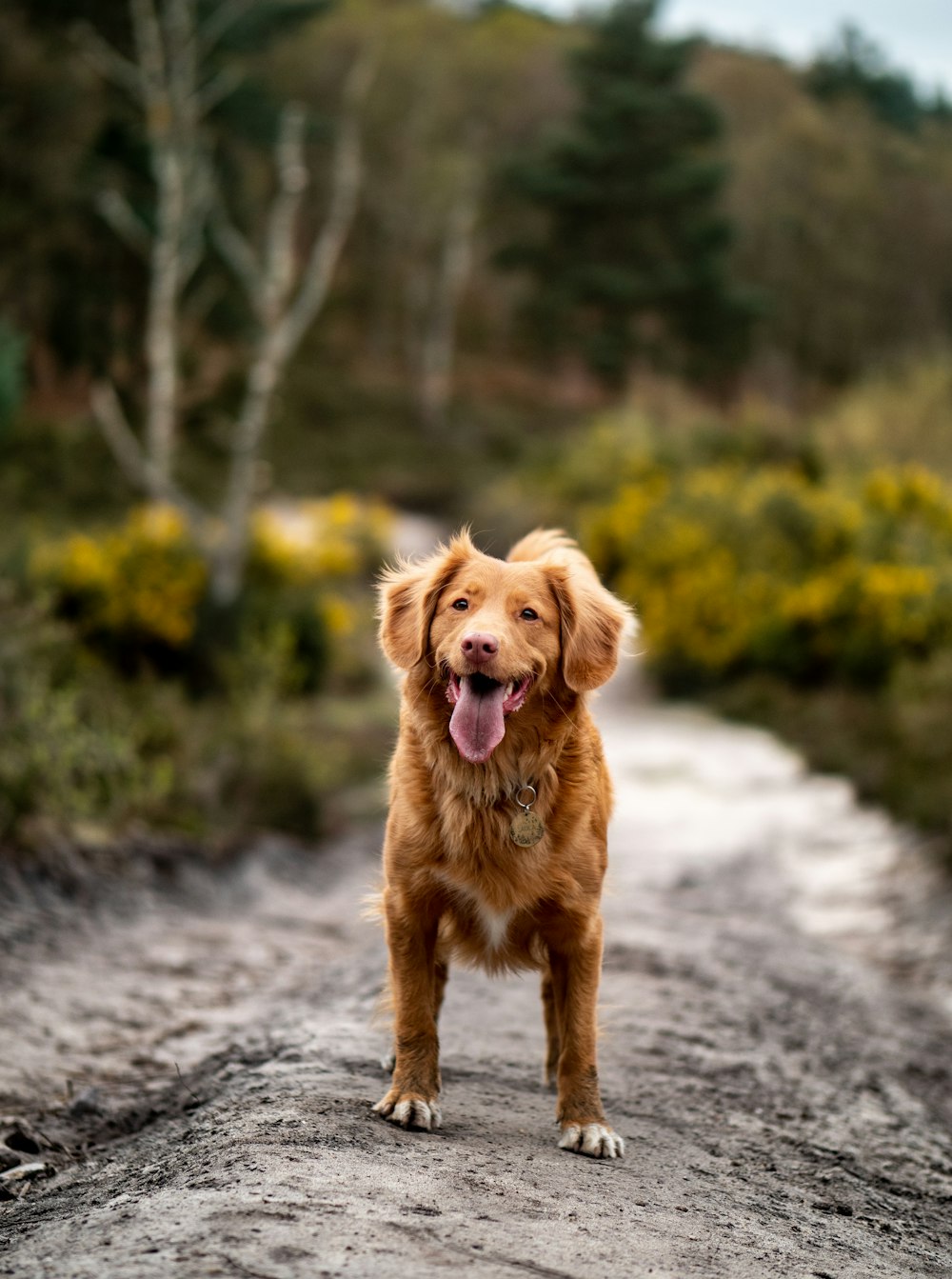 golden retriever on dirt path