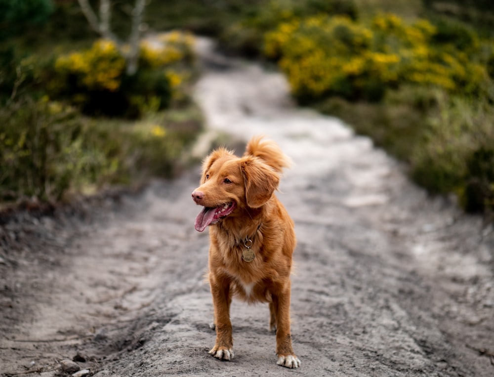 brown dog on road