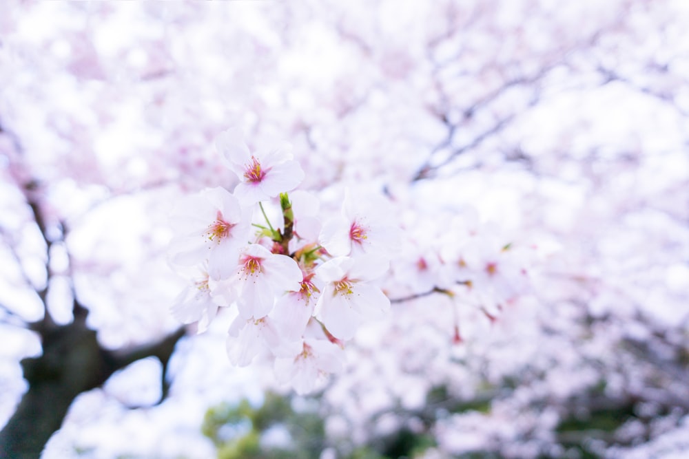 white cherry blossom