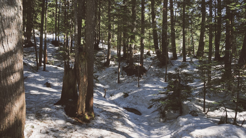 green-leafed trees