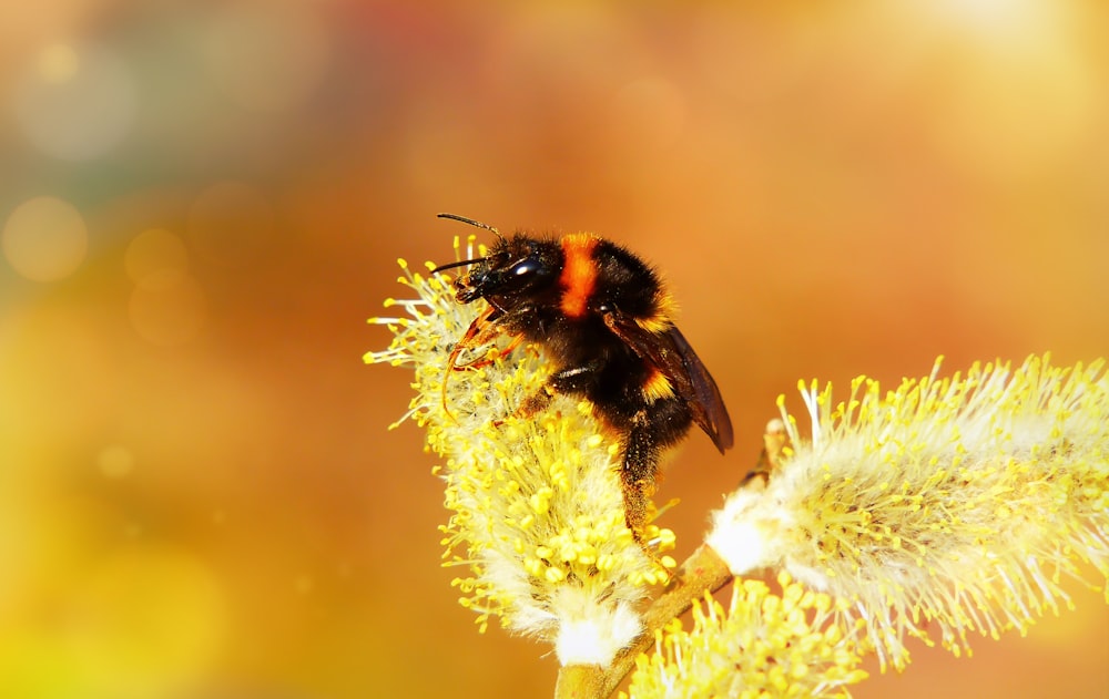 꽃에 꿀을 압축하는 꿀벌의 매크로 사진 \