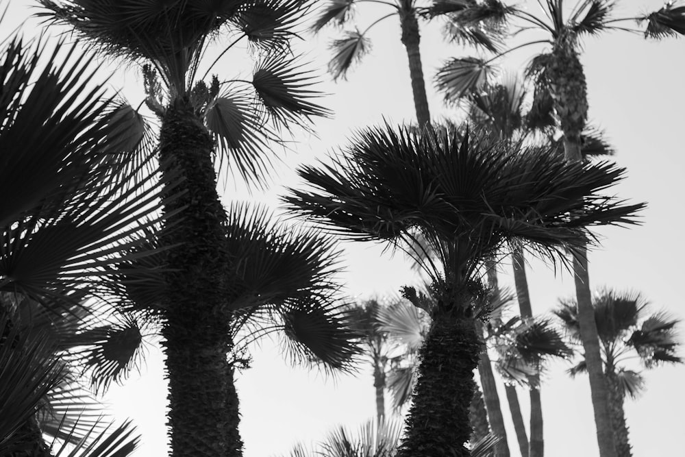 silhouette fan palm tree
