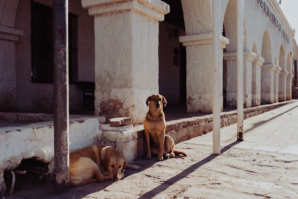 two dogs lying on floor beside pole